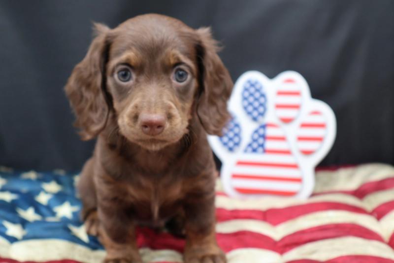 New Puppy 1 — photo 2