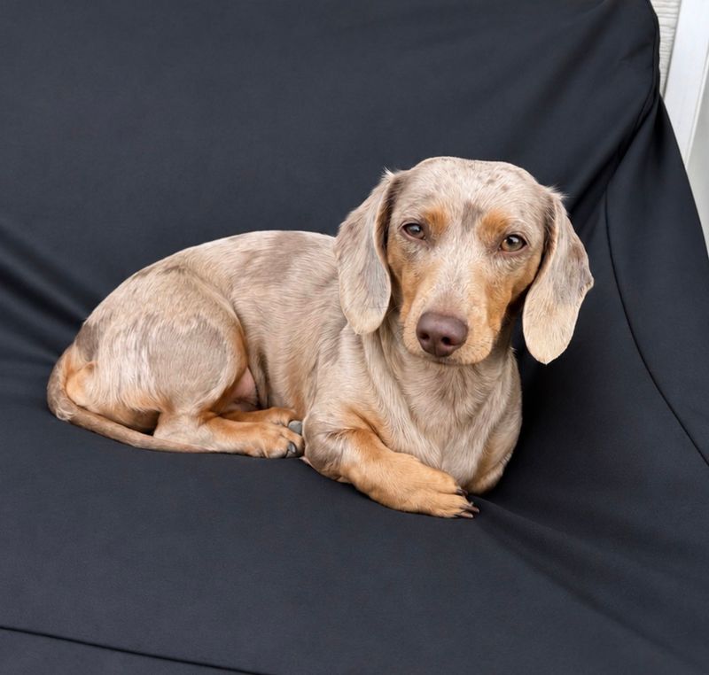 Missy — WhineBark breeding dog