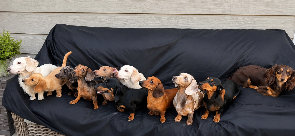 Dachshund puppy