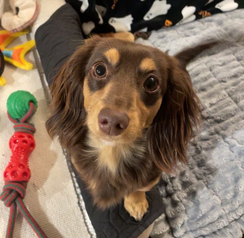 Reese — WhineBark breeding dog