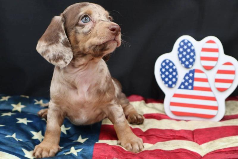 New Puppy 3 — Dachshund puppy available