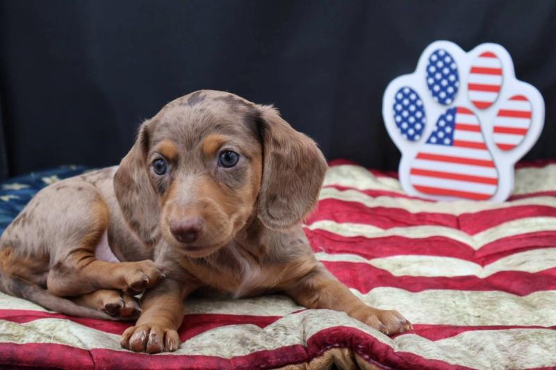 New Puppy 2 — Dachshund puppy available