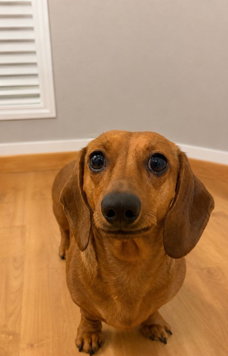 Penny — WhineBark breeding dog