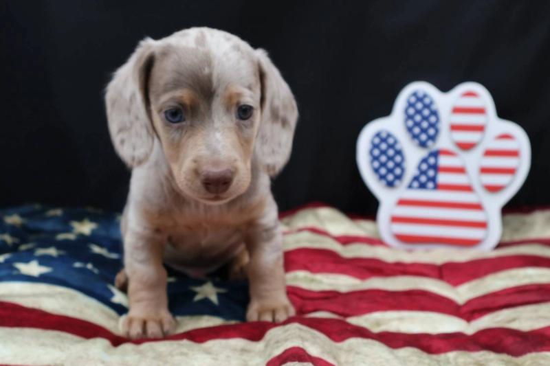 New Puppy 5 — Dachshund puppy