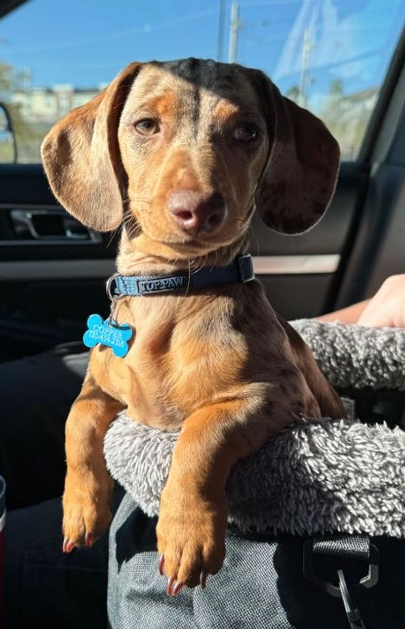 Copper — WhineBark breeding dog