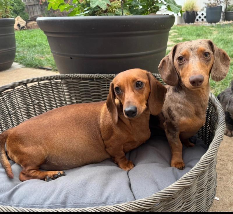 Penny — photo 2