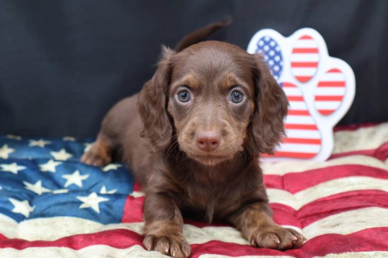 New Puppy 1 — Dachshund puppy available