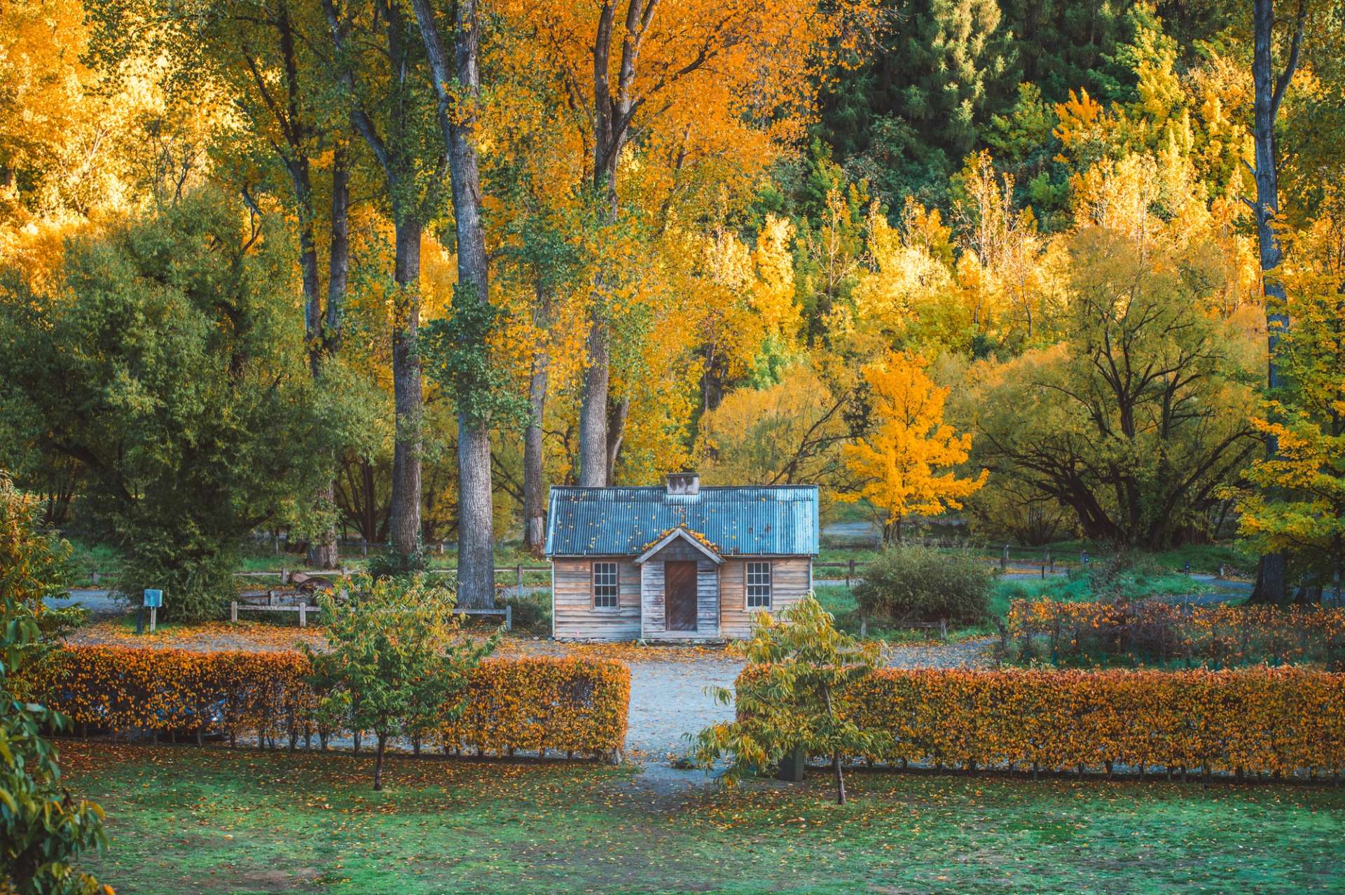 A scenic autumn garden with a small historic cottage in Arrowtown, surrounded by golden trees