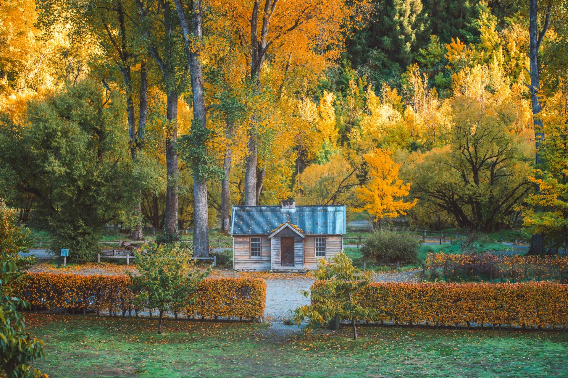 A scenic autumn garden with a small historic cottage in Arrowtown, surrounded by golden trees