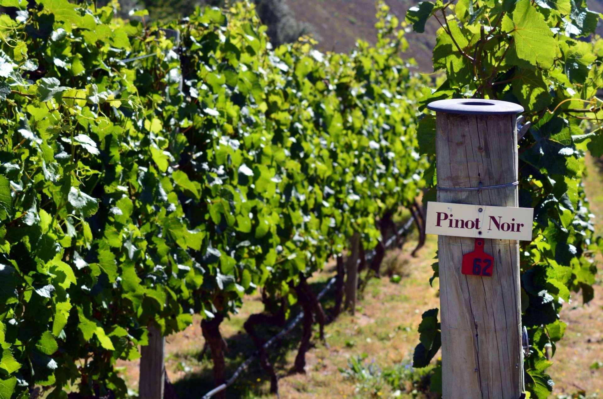 Close-up of a Pinot Noir signpost in a sunny Central Otago vineyard surrounded by green vines