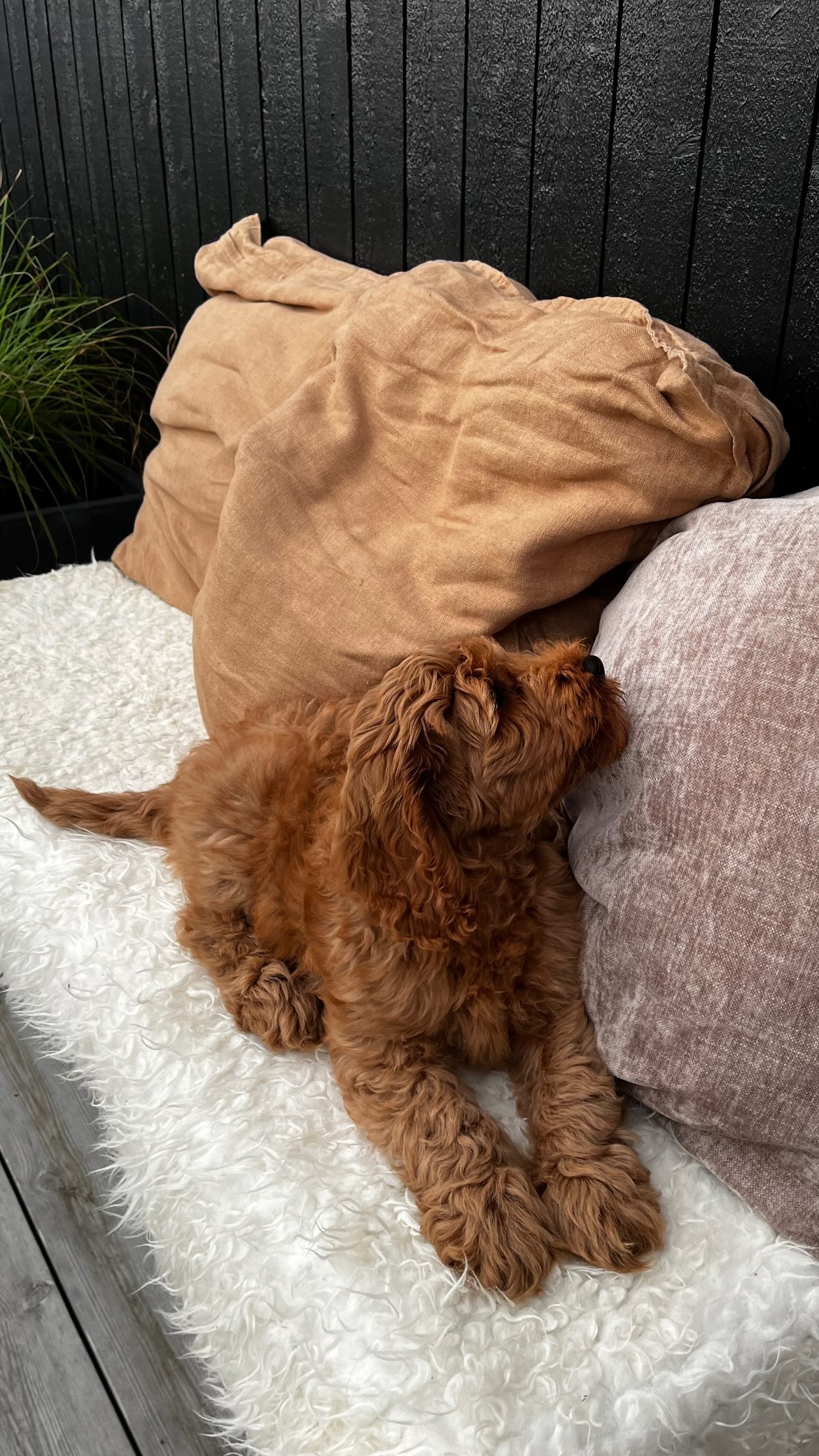 Griffin sitter på en filt