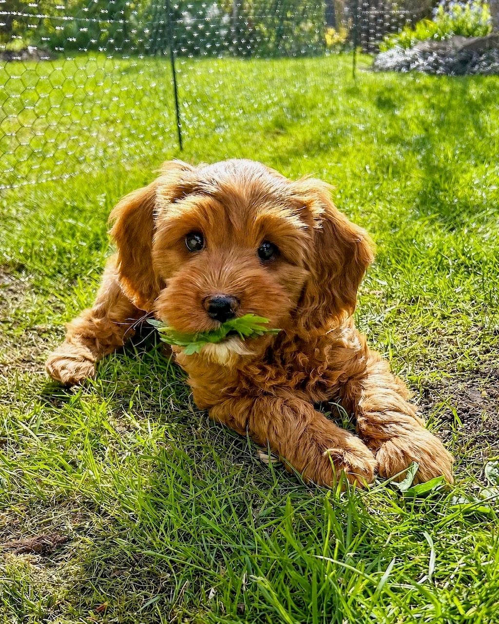 Zinnia på gräsmattan