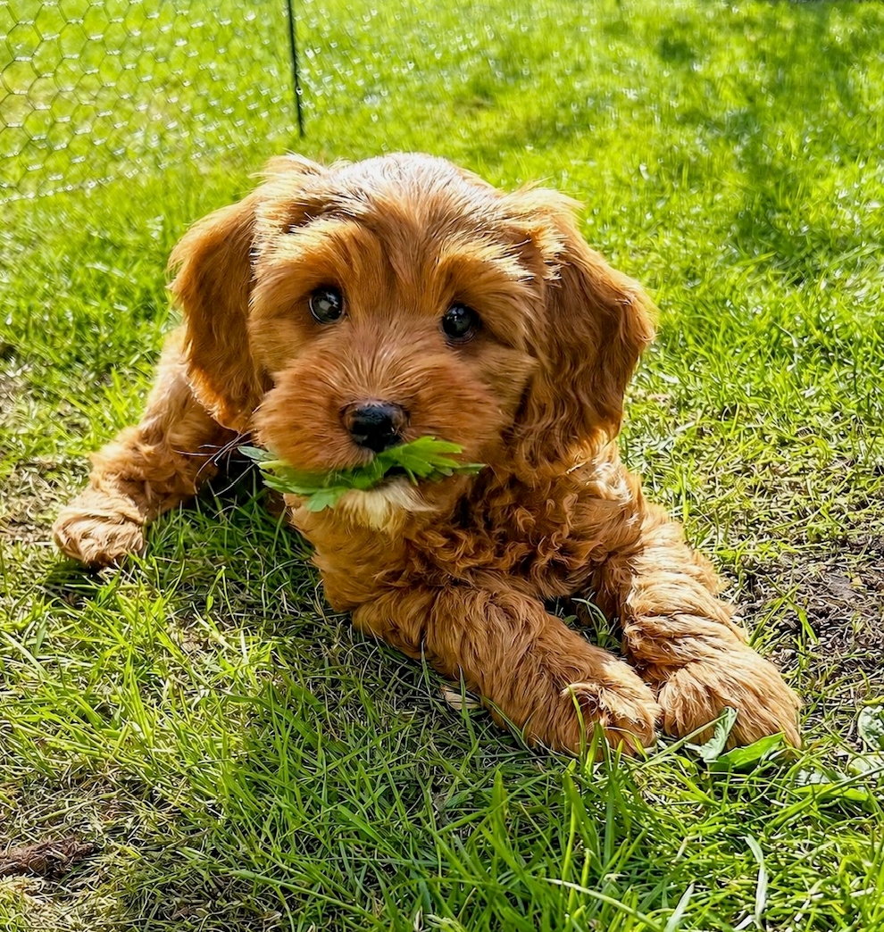 Zinnia ligger på gräsmattan