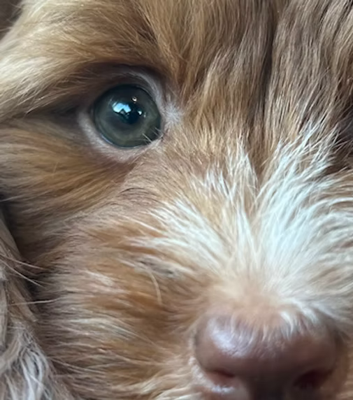 Australian labradoodle