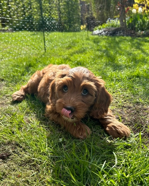 Zinnia ligger på gräsmattan med tungan ute