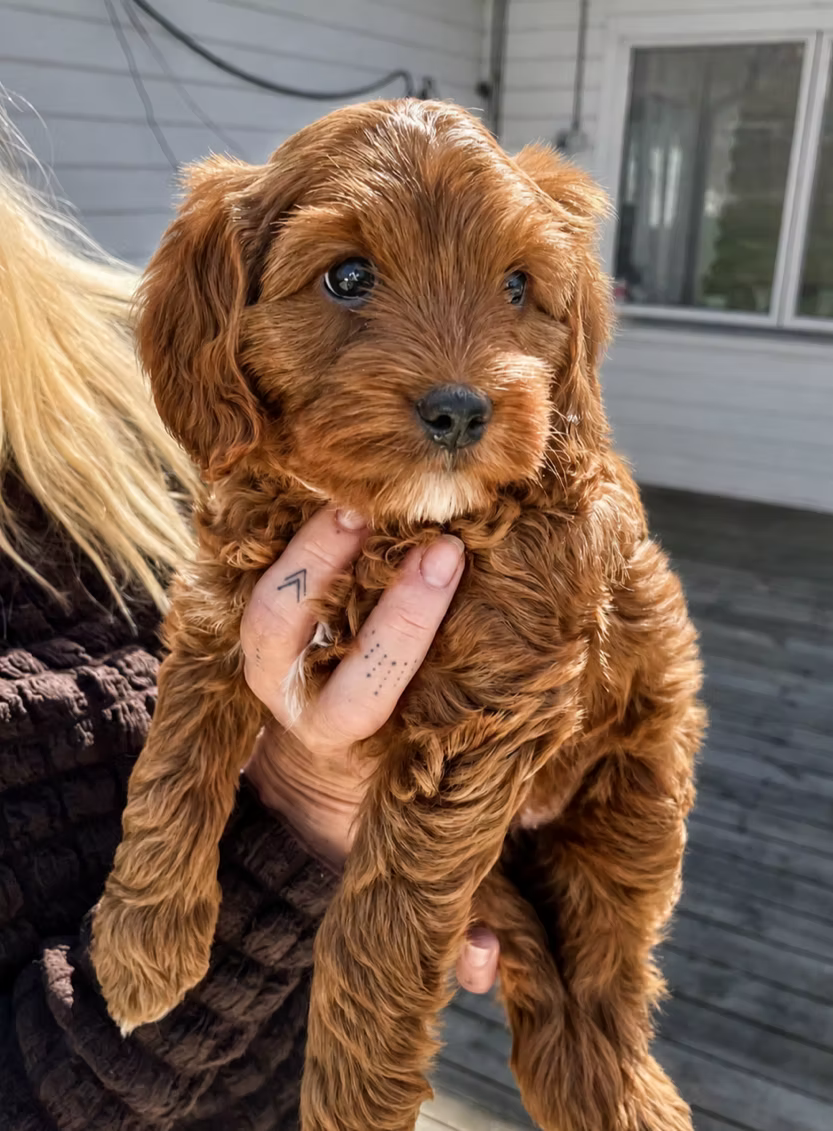 Zinnia hålls upp med av Gisela
