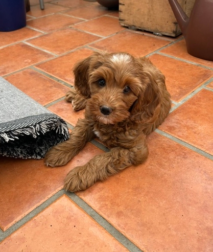 Zinnia ligger i uterummet