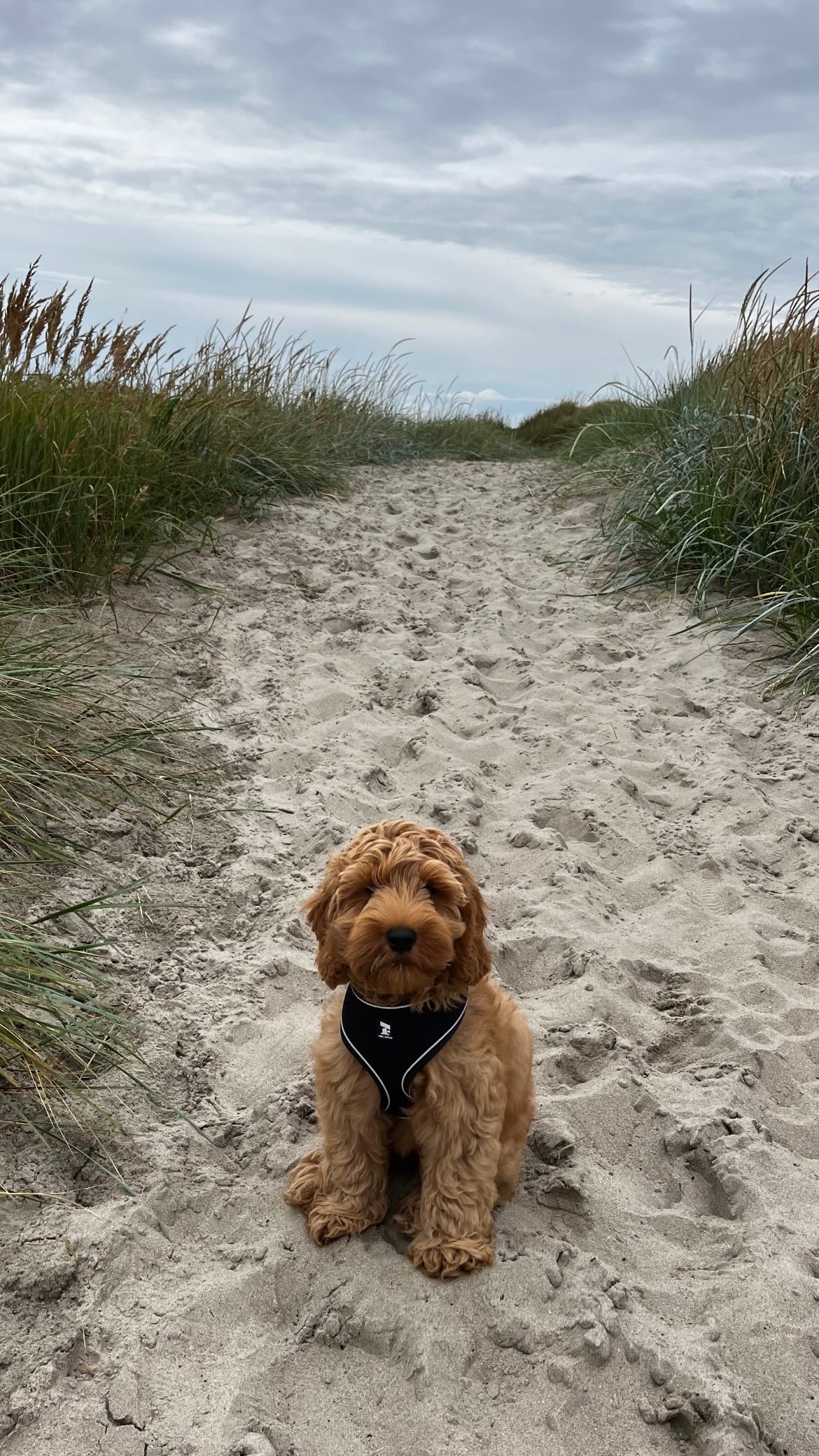 Griffin är på stranden