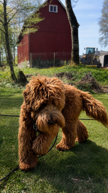 Griffin på en gård