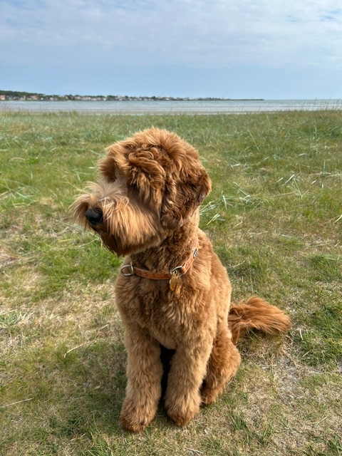 Griffin sitter på stranden
