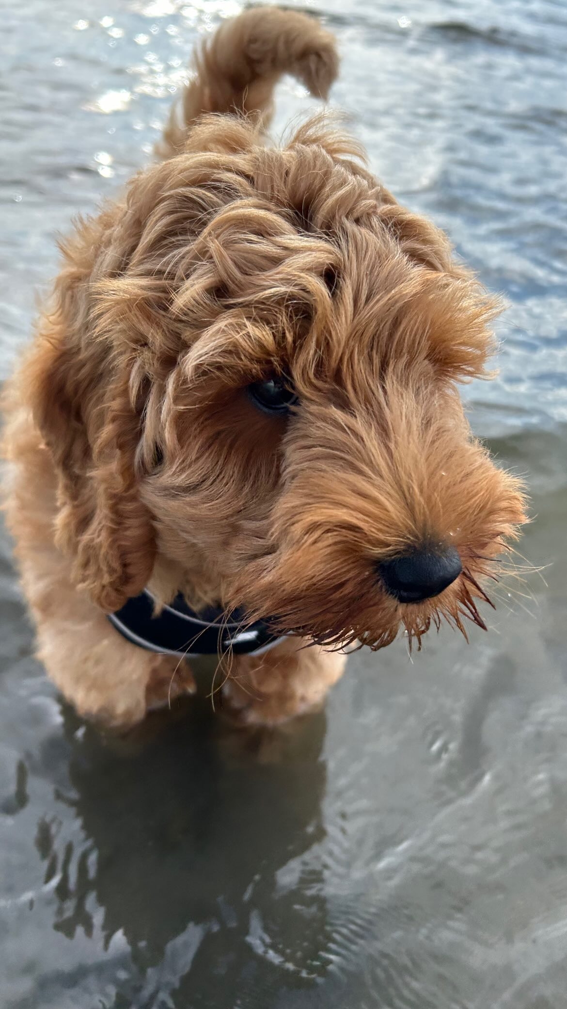 Griffin i havet