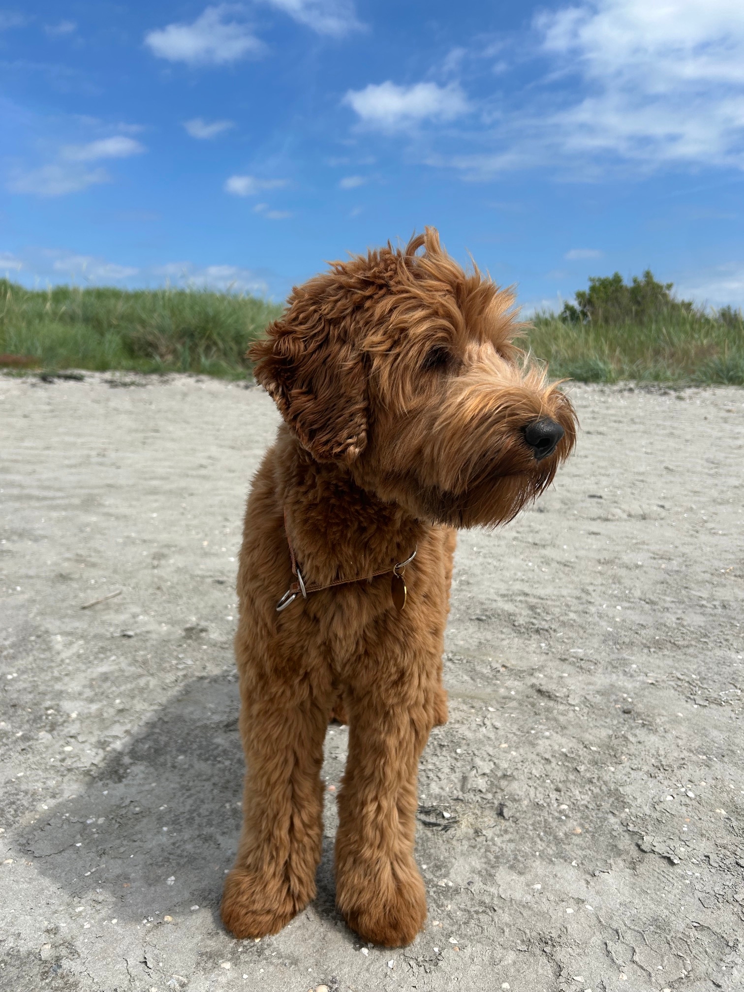Griffin på stranden