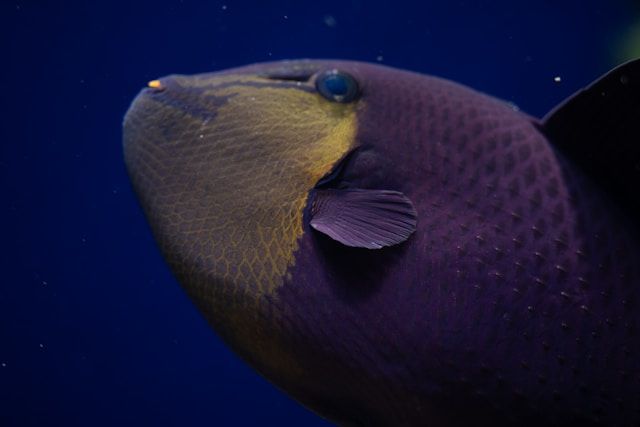 Bender Goes International Market