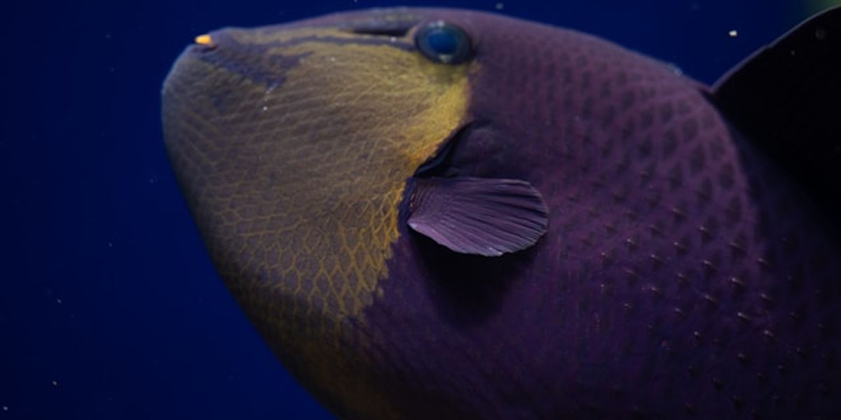 Bender Goes International Market