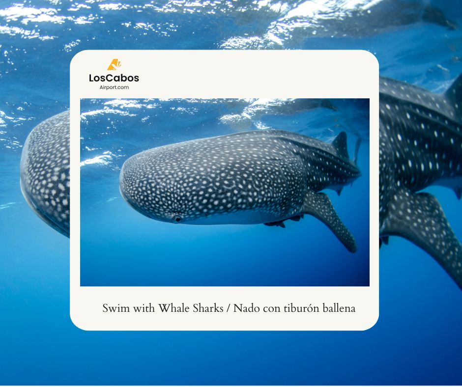 Swim with Whale Shark Swim with Whale Shark