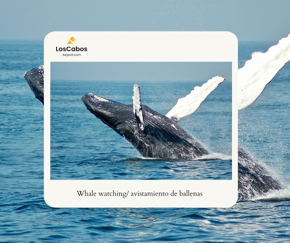 Whale Watching in Los Cabos Whale Watching in Los Cabos