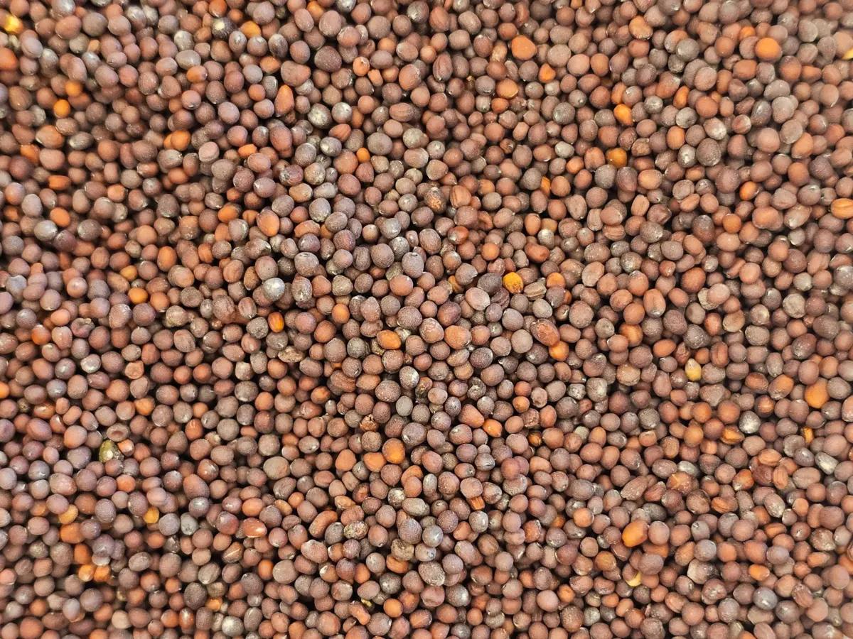 A close-up macro photograph of brown mustard seeds ( Brassica Nigra). The small, round seeds fill the entire frame, showcasing their smooth texture and vibrant color.