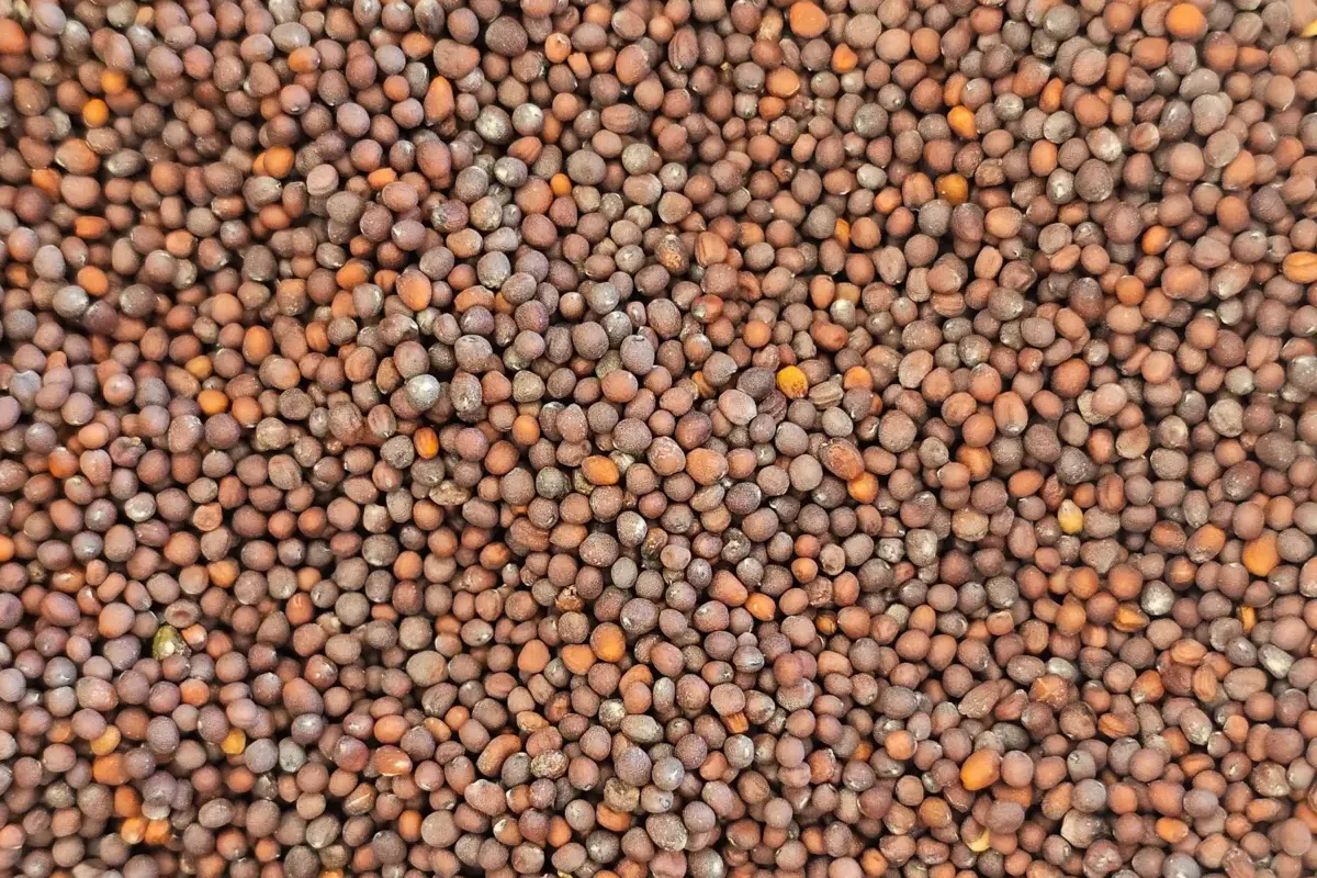 Een close-up macrofoto van bruine mosterdzaadjes (Brassica Nigra). De kleine, ronde zaadjes vullen het hele kader, waardoor hun gladde textuur en levendige kleur goed te zien zijn.