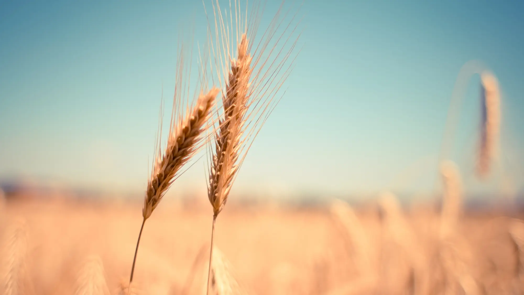 Two ripe stalks of golden wheat in sharp focus, with a blurred, sunlit field in the background.