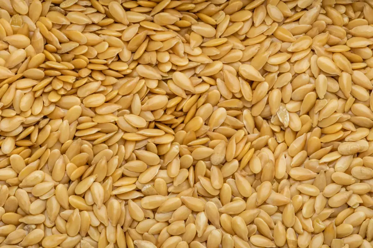 Een close-up van schone, gouden lijnzaadjes, die hun heldere kleur en gladde, glanzende oppervlak tentoonstellen.