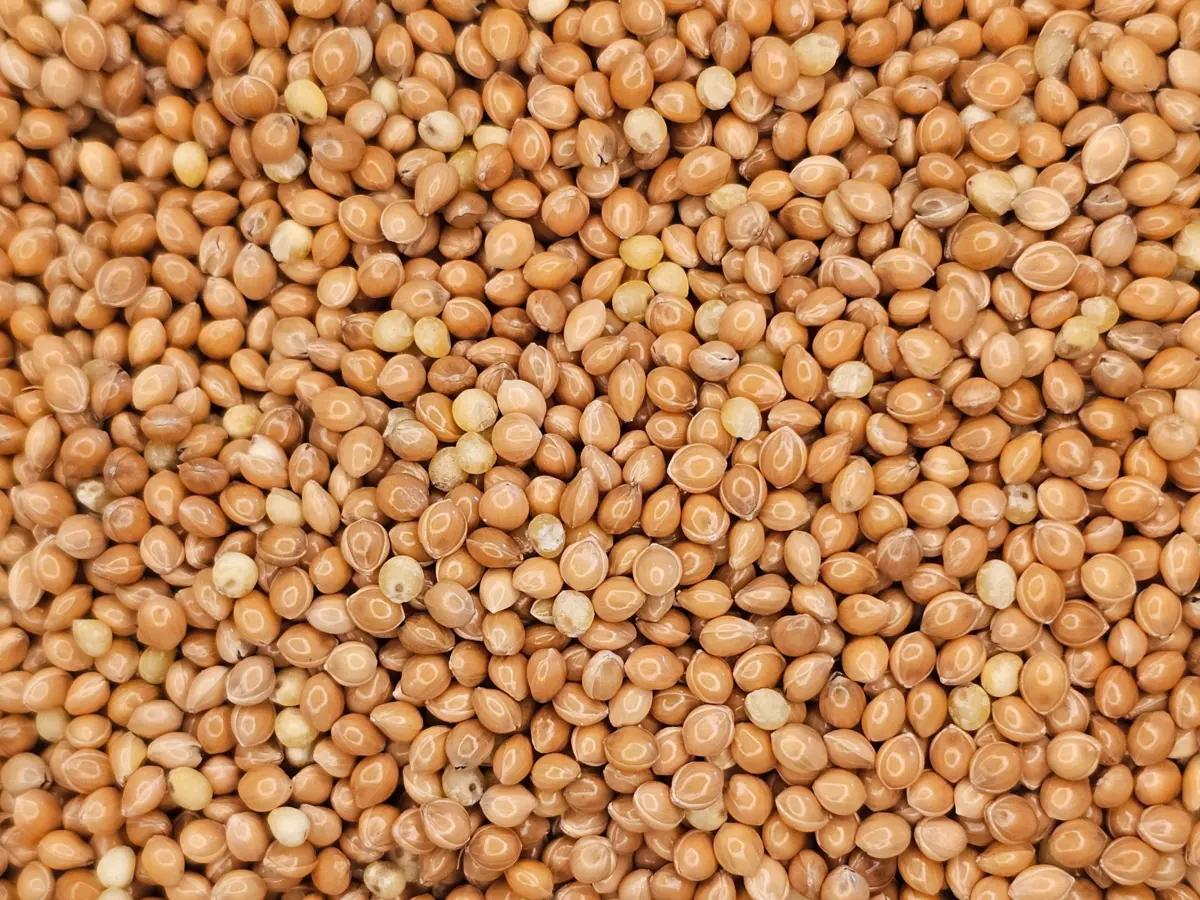 Een close-up, bovenaanzicht macrofoto van gele gierstkorrels. De kleine, ronde, goudgele gierstkorrels vullen het hele kader, waarbij hun natuurlijke textuur te zien is.