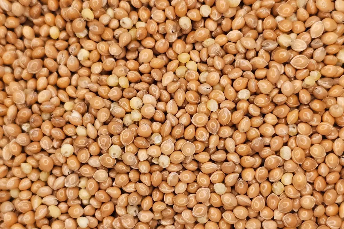 Een close-up, bovenaanzicht macrofoto van gele gierstkorrels. De kleine, ronde, goudgele gierstkorrels vullen het hele kader, waarbij hun natuurlijke textuur te zien is.
