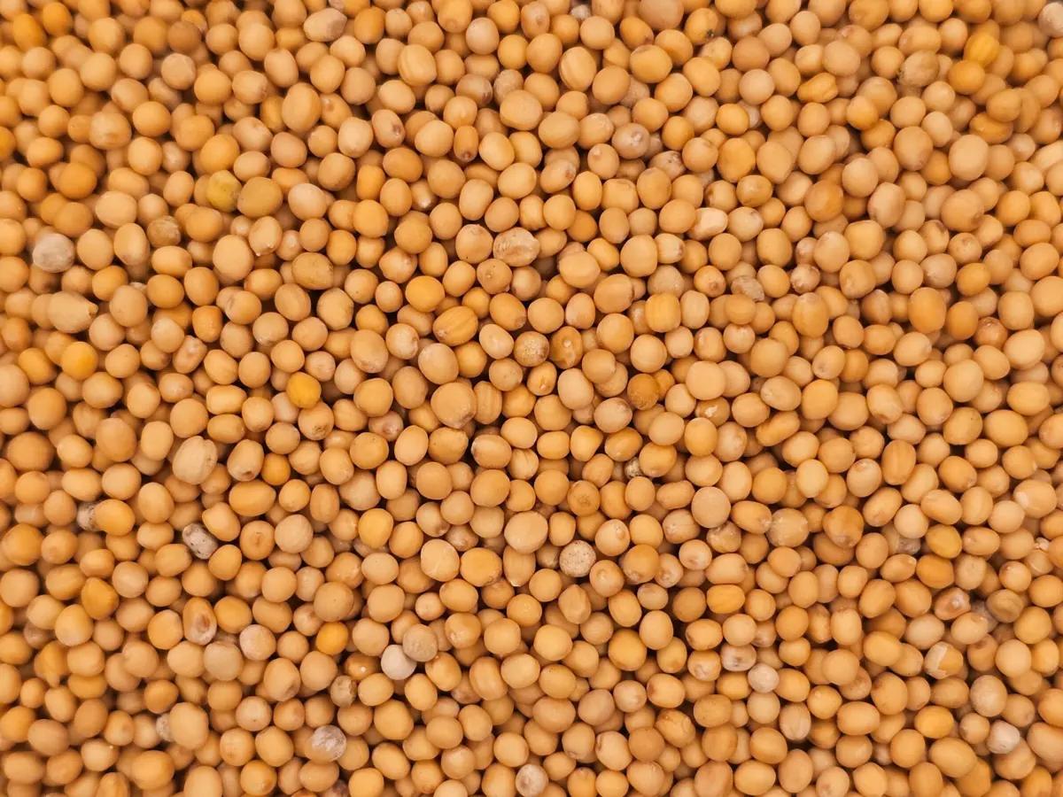 A close-up macro photograph of bright yellow mustard seeds (  Sinapis Alba). The small, round seeds fill the entire frame, showcasing their smooth texture and vibrant color.