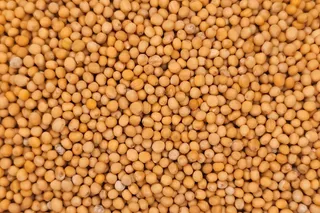 Yellow Mustard Seeds