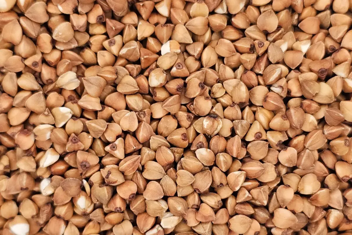 Een close-up van roodbruine geroosterde boekweitgrutten (Kasha), waarbij hun geroosterde kleur en textuur worden benadrukt.