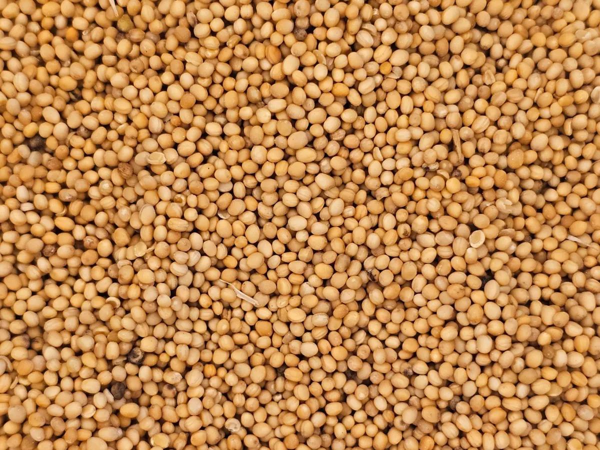 Macro close‑up of oriental mustard seeds (Brassica juncea), filling the frame and showing their smooth, rounded shape and warm golden‑brown hue.