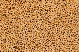 Oriental Mustard Seeds