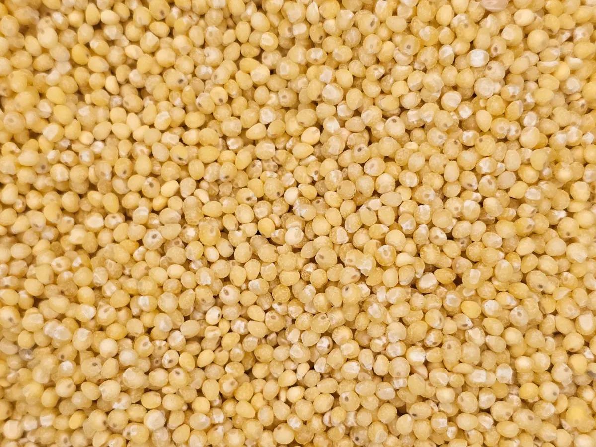 Hulled Millet Seeds - Bulk Wholesale