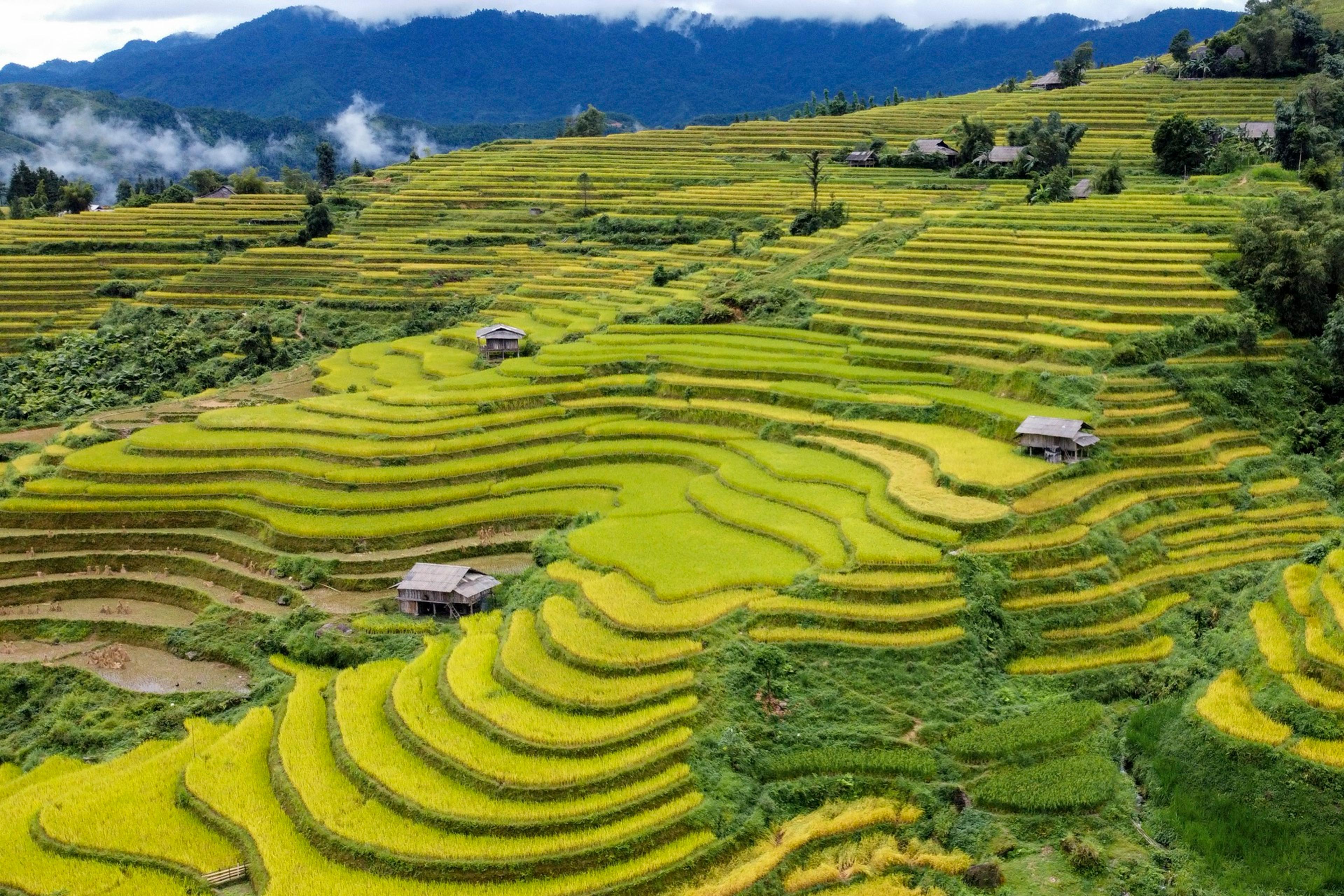 Terraced fields & the Ha Giang karst plateau