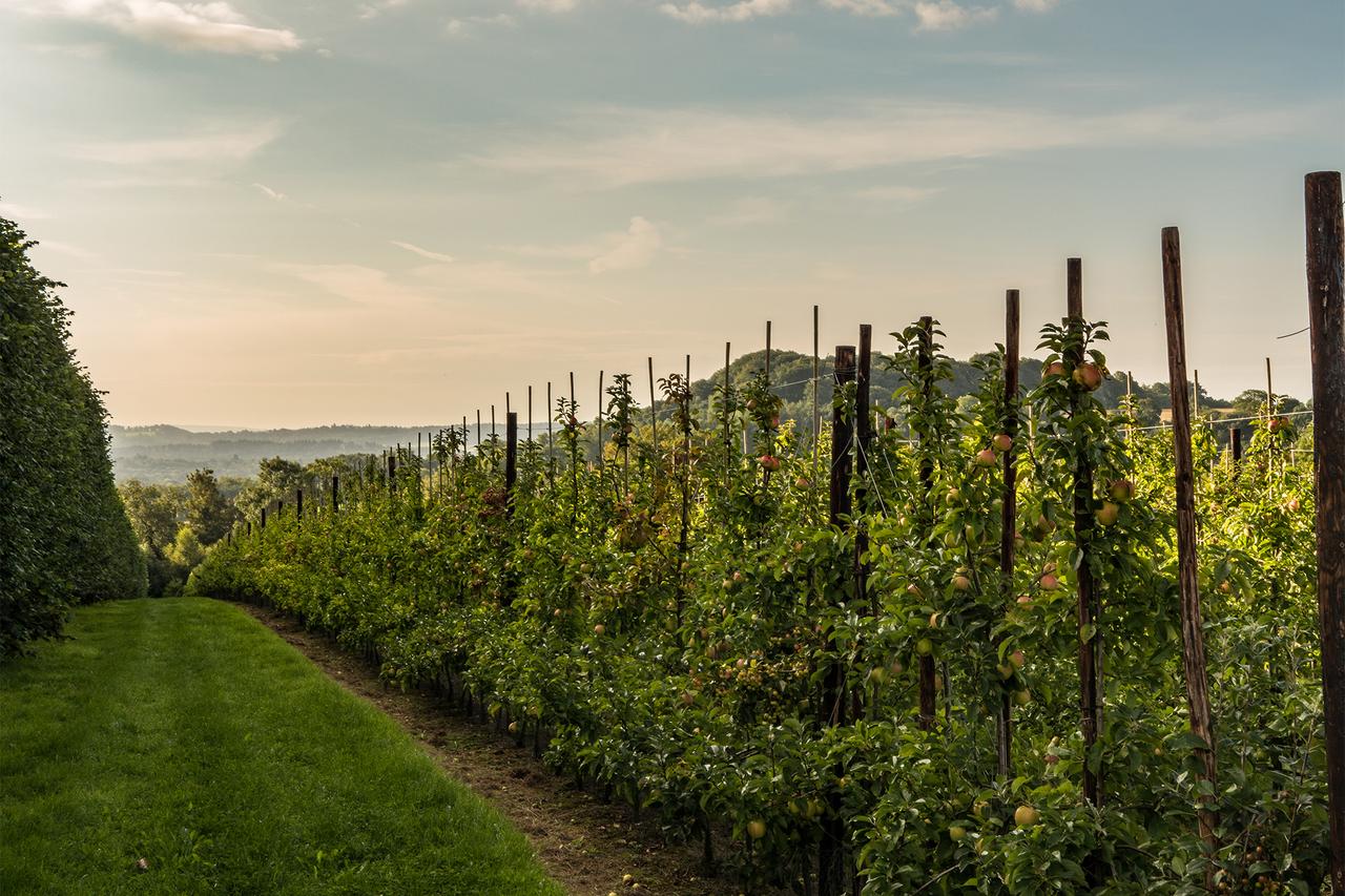 Orchard Wines & Ciders