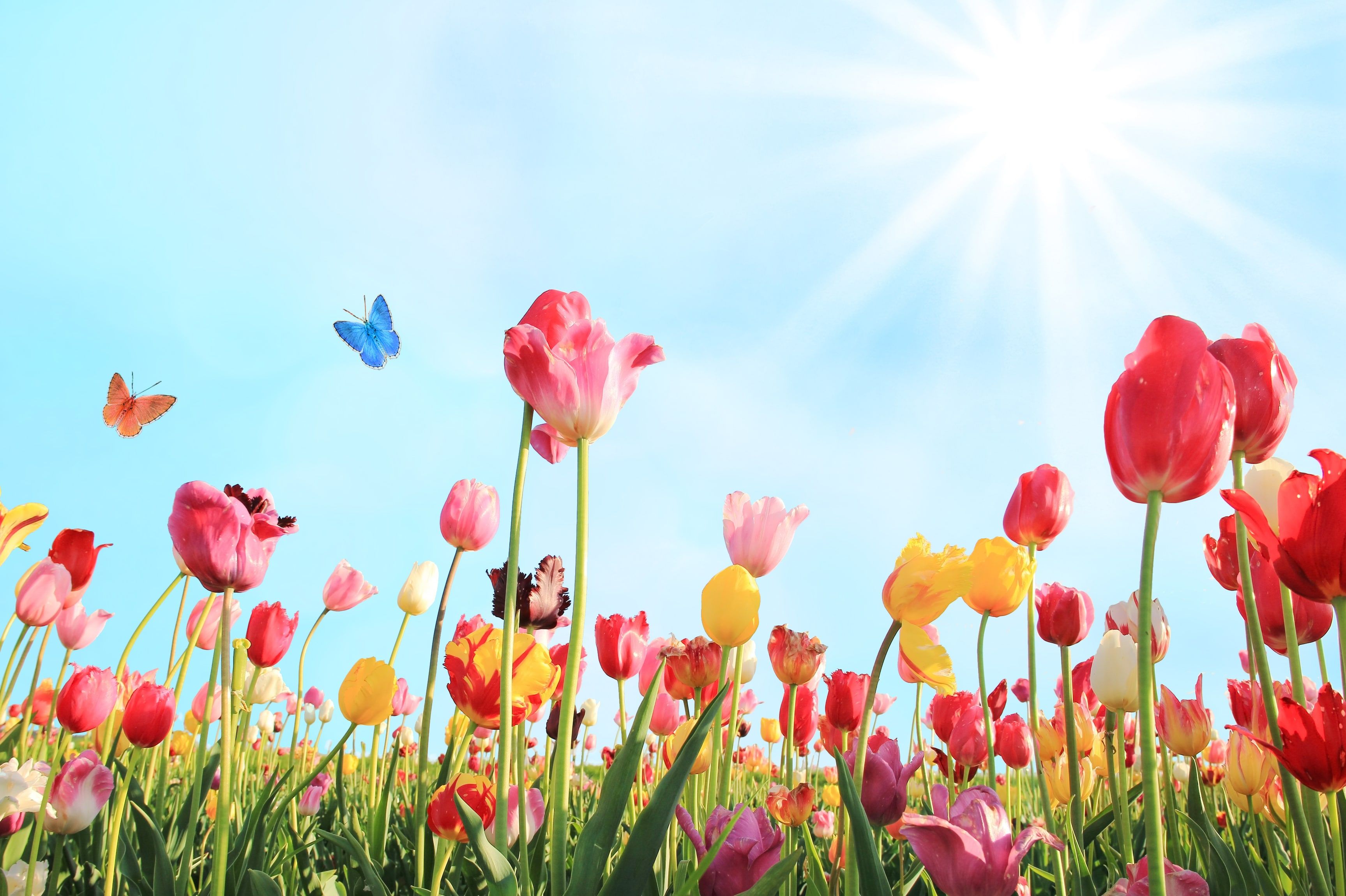 flowers