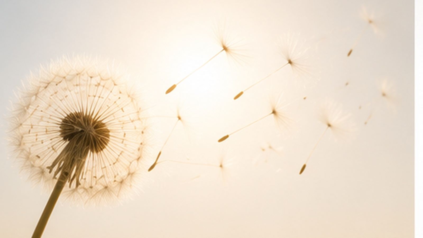 A dandelion seed-head backlit by a golden sun, its seeds dispersing on the breeze — AI workforce transformation and leadership enablement.