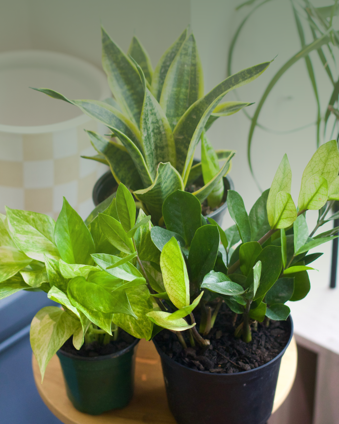 5 Easy Houseplants That Tolerate Low Humidity