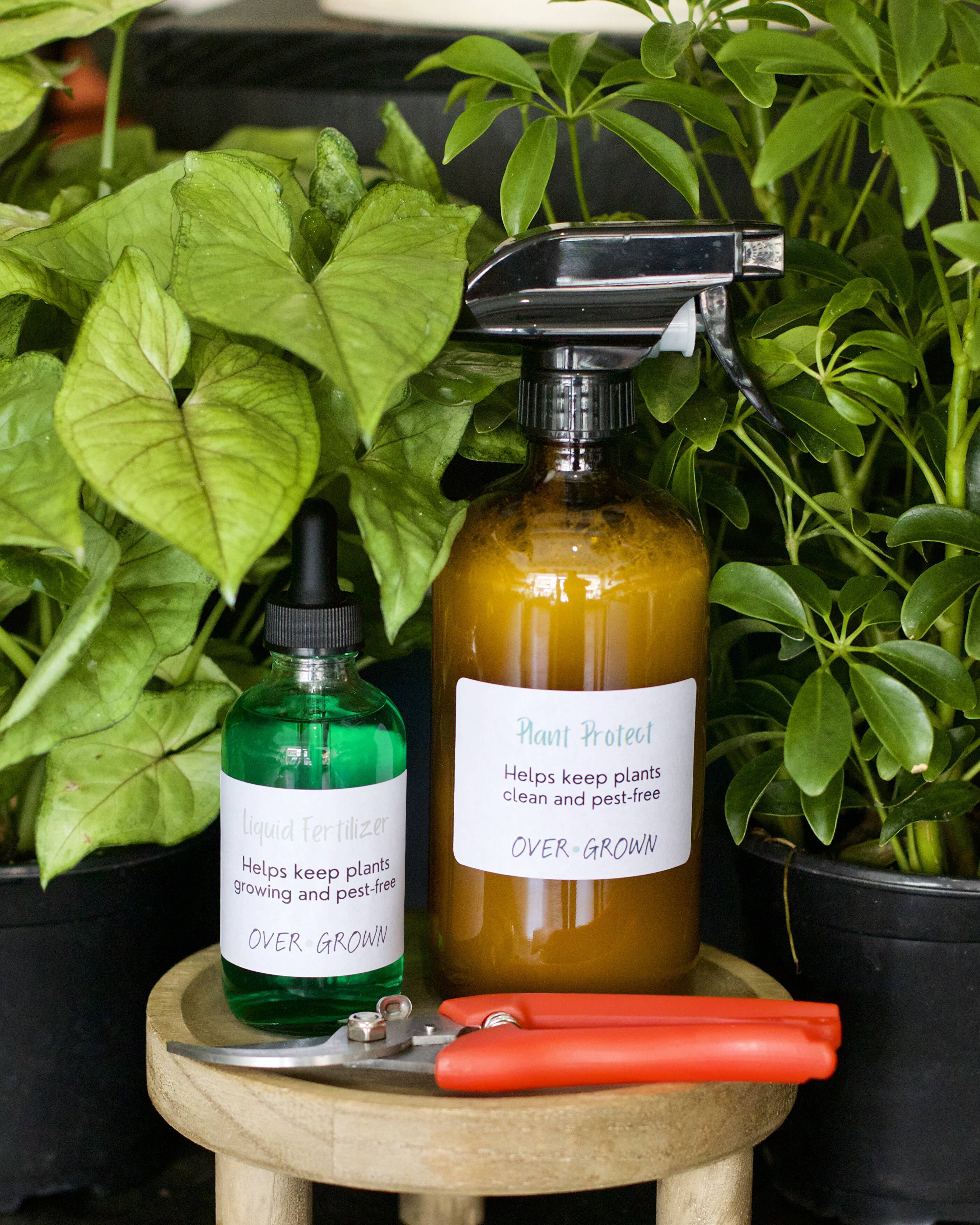 How to Give Your Plants a Spring Detox