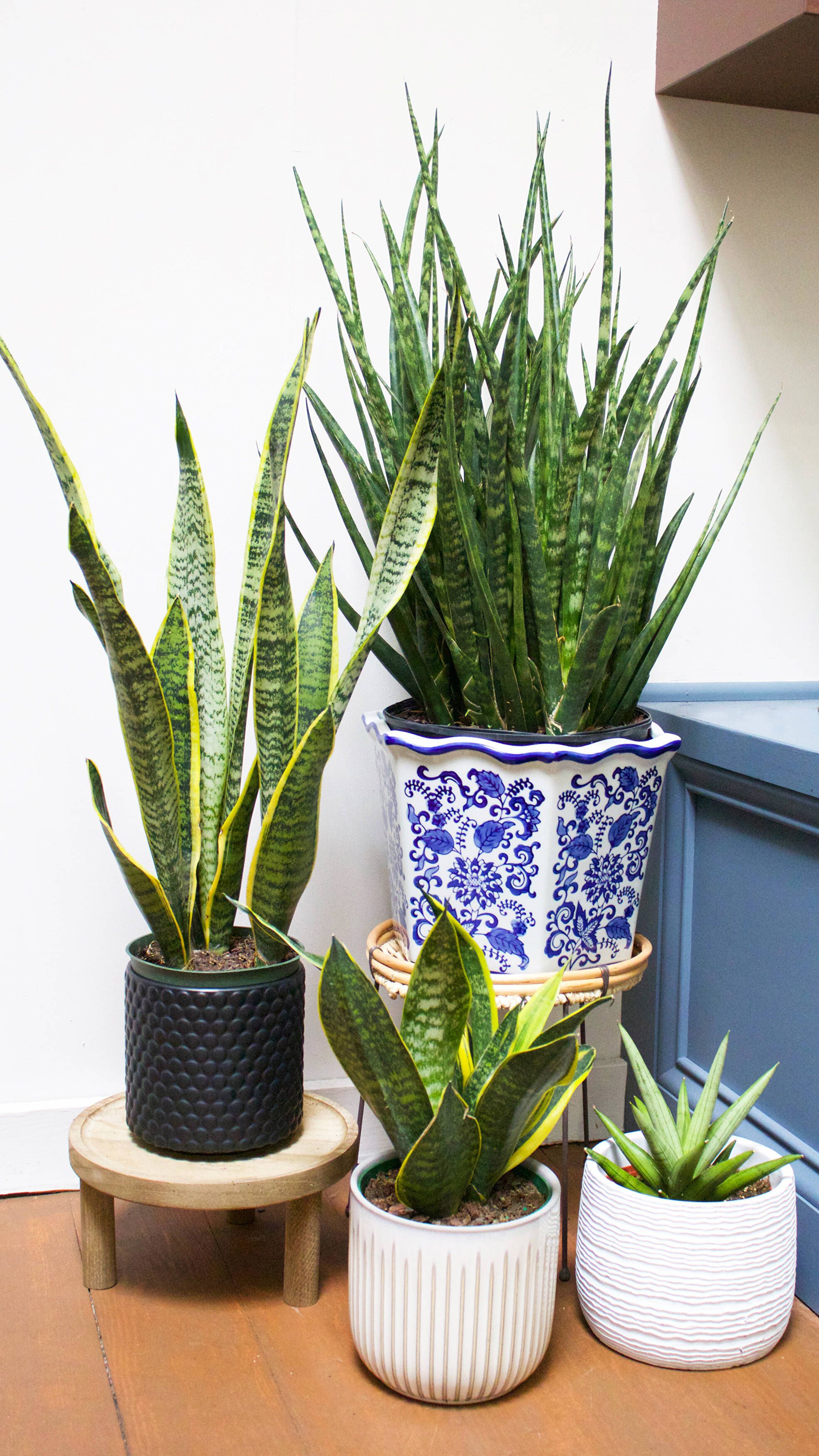 Caring for Your Snake Plants