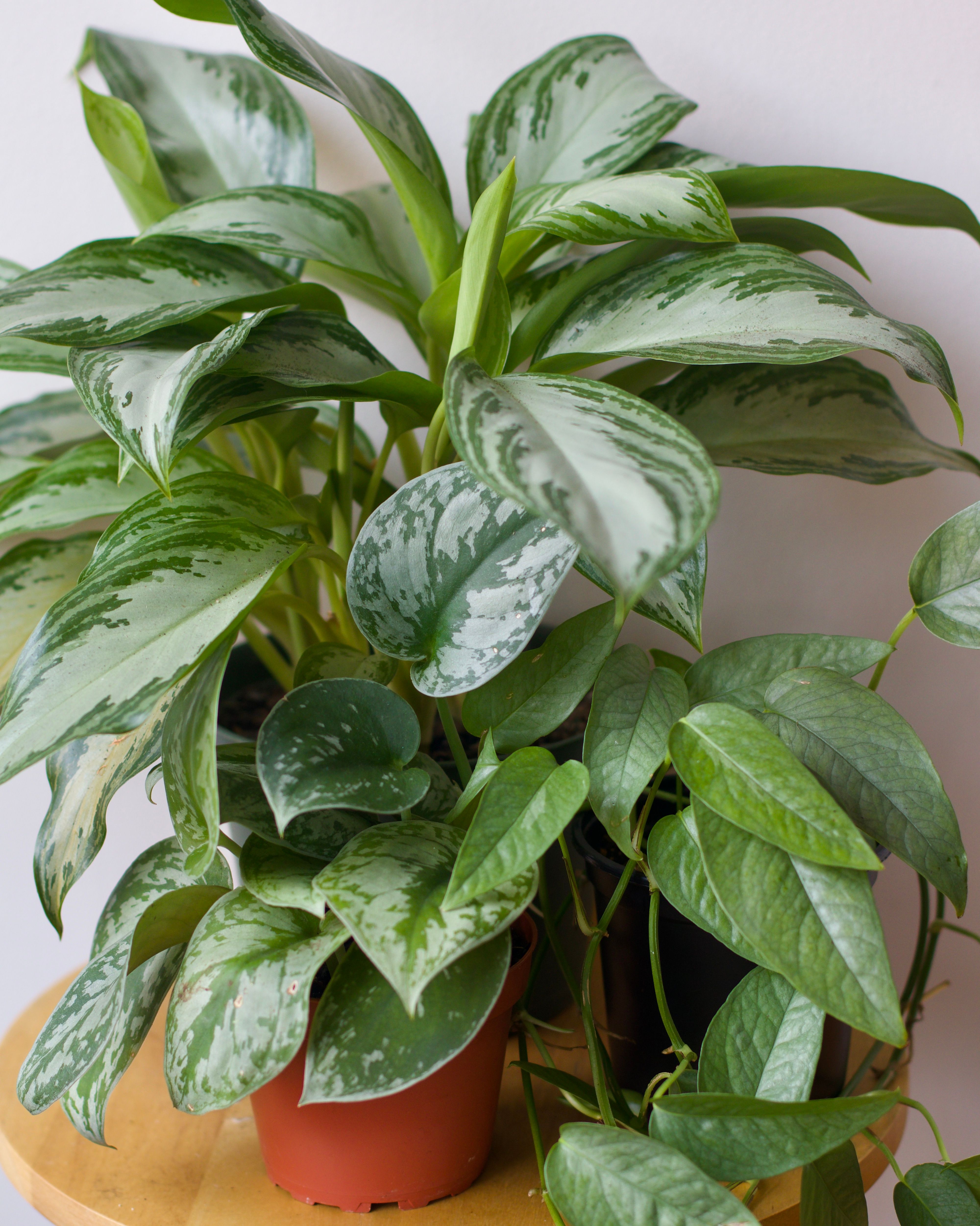 Underhyped: 5 Plants We Wish Got More Love
